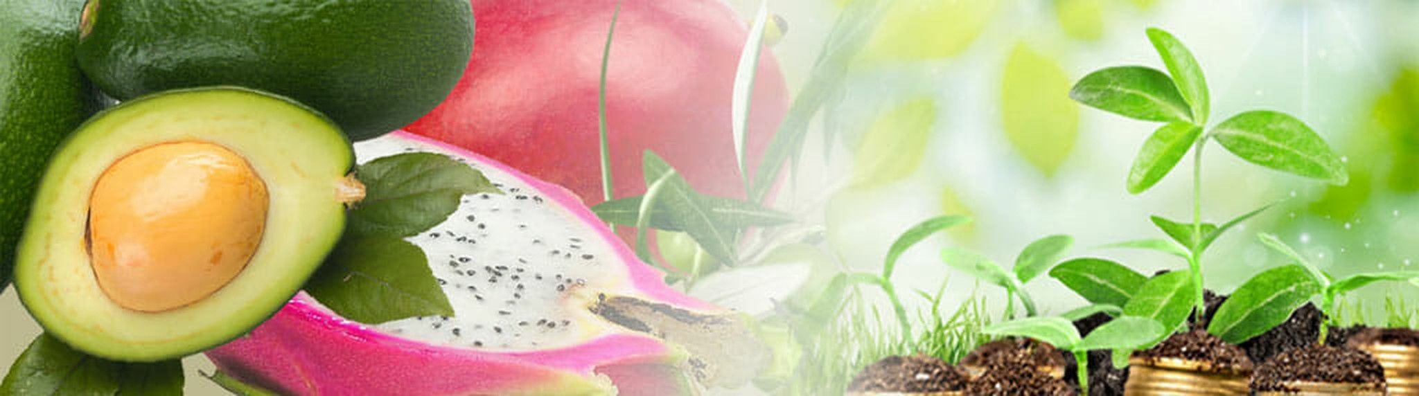 Foto de un fruto de aguacate y una plántula