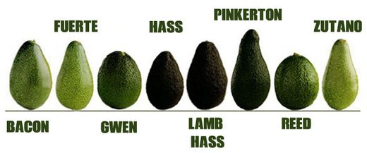 Tres variedades esenciales de aguacate para tu huerto: Hass, Fuerte y Bacon