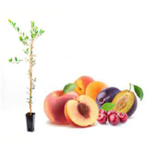 Frutales De Hueso