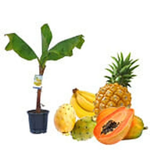 Frutales Tropicales