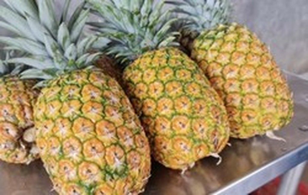 Piña tropical fresca y plantas para cultivo en casa — Viveros ...