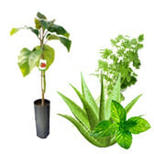 Plantas Aromaticas/medicinales