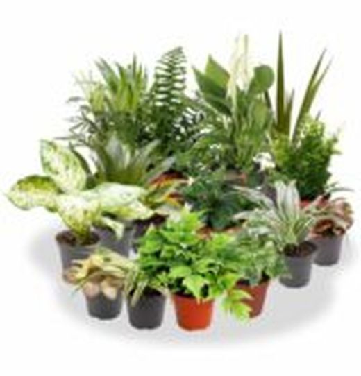 Plantas De Interior