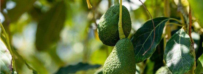 Aguacates