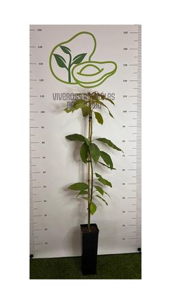 Planta de Aguacate Bacon Patrón Degania Maceta 2,5L – Planta Injertada