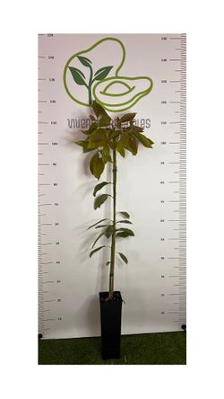 Planta de Aguacate Fuerte injertado en patrón Degania en maceta 2,5L