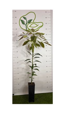 Planta de Aguacate Hass injertado (patrón Degania) en maceta 2,5L