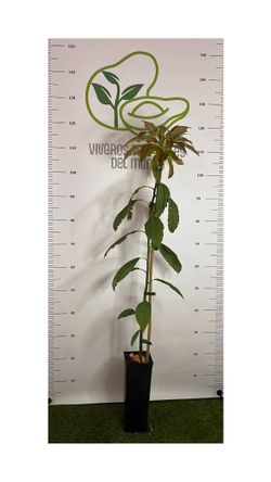 Planta de Aguacate Reed injertado (patrón Degania) en maceta 2,5L