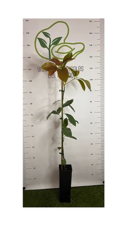 Planta de Aguacate Zutano injertado (patrón Degania) en maceta 2,5L