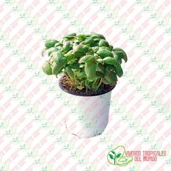 Albahaca ancha (Ocimum basilicum)