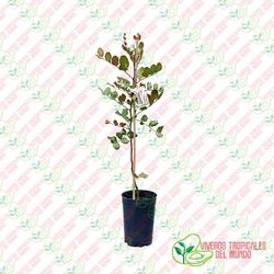 Algarrobo (Ceratonia siliqua) / Planta de 1 año