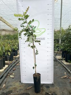 Algarrobo (Ceratonia siliqua) / Planta de 2 años