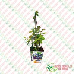Arandano Azul(Vaccinium corymbosum)Planta de 1 año