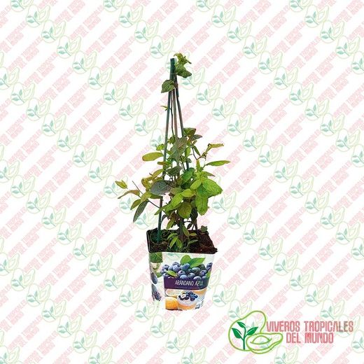 Arandano Azul(Vaccinium corymbosum)Planta de 1 año