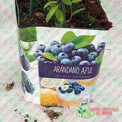 Arandano Azul(Vaccinium corymbosum)Planta de 1 año