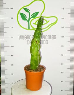 Cactus Lophocereus schottii M-17