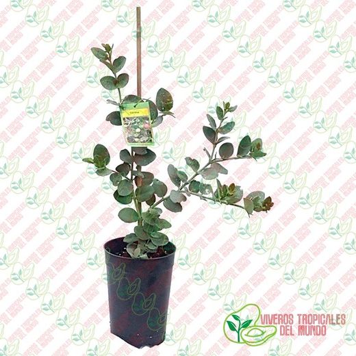 Carissa (Macrocarpa)Planta de 1 año