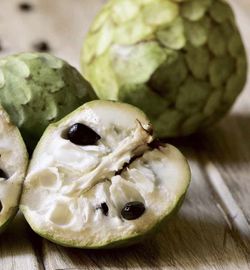 Chirimoyo (Anonna Cherimola) Patron Portainjertos (Sin injertar) / Planta de 1 año