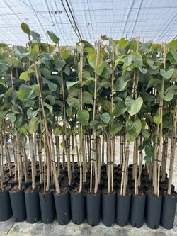 Chirimoyo (Anonna Cherimola) Variedad Campa / Planta de 1 año