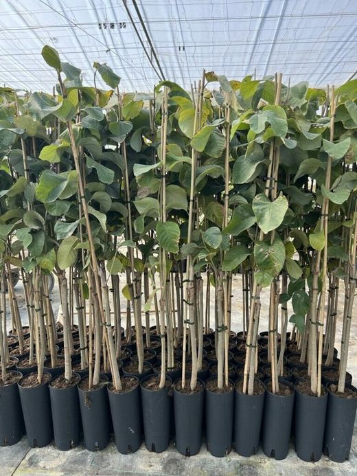 Chirimoyo (Anonna Cherimola) Variedad Campa / Planta de 1 año