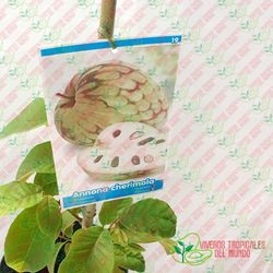 Chirimoyo (Anonna Cherimola) Variedad Campa / Planta de 1 año