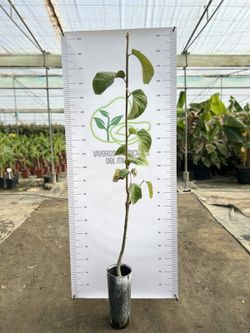 Chirimoyo (Anonna Cherimola) Variedad Campa / Planta de 1 año