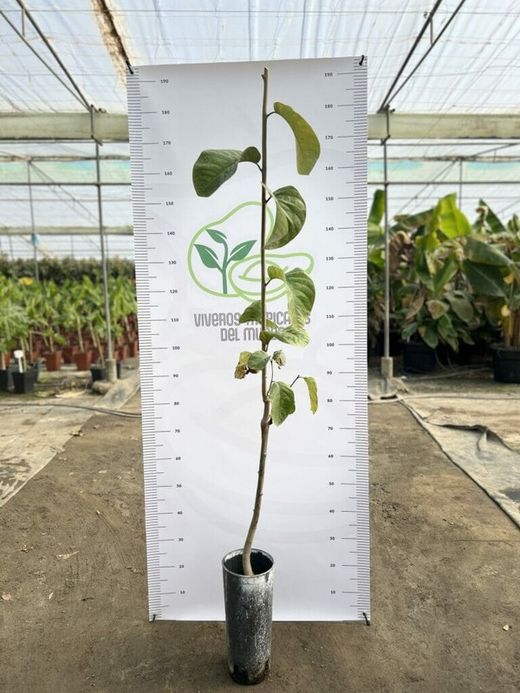 Chirimoyo (Anonna Cherimola) Variedad Campa / Planta de 1 año