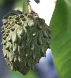 Chirimoyo (Anonna Cherimola) Variedad Campa / Planta de 1 año