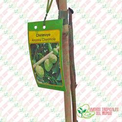 Chirimoyo (Anonna Cherimola) Variedad fino de Jete / Planta de 1 año