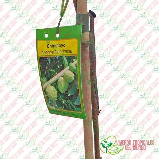 Chirimoyo (Anonna Cherimola) Variedad fino de Jete / Planta de 1 año