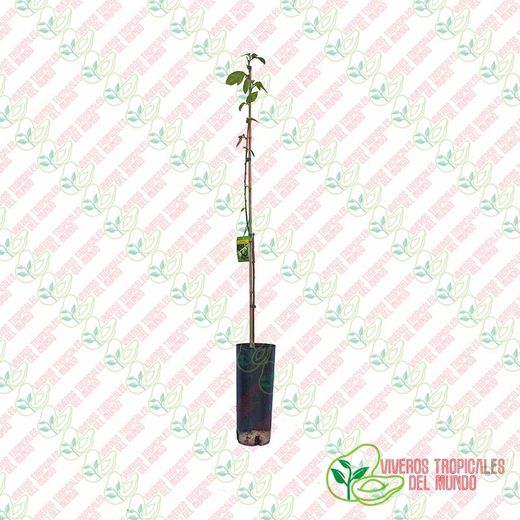 Chirimoyo (Anonna Cherimola) Variedad fino de Jete / Planta de 1 año