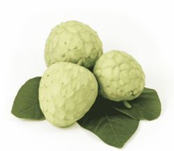 Chirimoyo (Anonna Cherimola) Variedad fino de Jete / Planta de 1 año