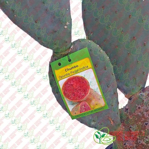 Chumbo (Opuntia Ficus-Indica) Fruto rojo / Planta de 1 año