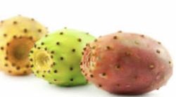 Chumbo (Opuntia Ficus-Indica) Fruto rojo / Planta de 1 año