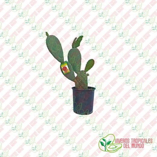 Chumbo (Opuntia Ficus-Indica) Fruto rojo / Planta de 1 año
