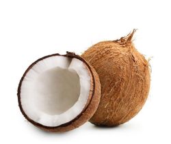 Coco Nucifeira planta de 2 años