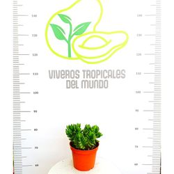 Crasas Crassula Ben M-14