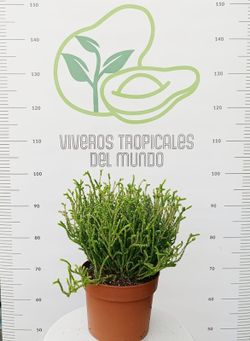 Crassula Muscosa M-17