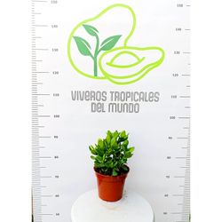 Crassula Ovata (Árbol de Jade) M-14