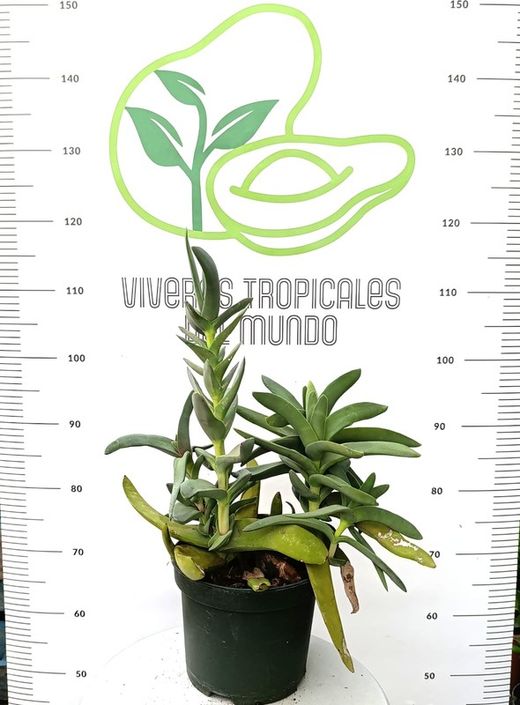 Crassula Tetragona M-17