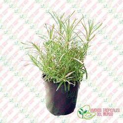 Curry (Helichrysum thianschanicum)