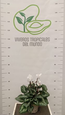 Cyclamen (Wadiv Cyclamen, Cyclamen Persicum, Violeta de Persia) Blanco M-14