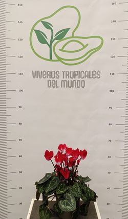 Cyclamen (Wadiv Cyclamen, Cyclamen Persicum, Violeta de Persia) Rojo M-14