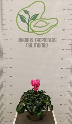 Cyclamen (Wadiv Cyclamen, Cyclamen Persicum, Violeta de Persia) Rosa M-14
