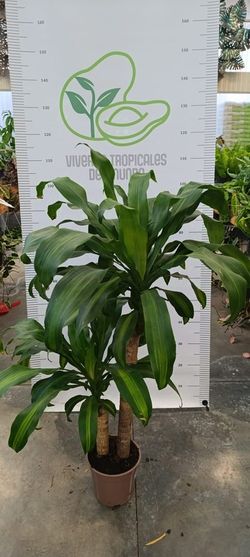 Dracaena Compacta M-17 – Planta de interior decorativa