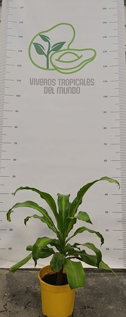 Dracaena Lemon Lime (Dracaena Deremensis) M-15