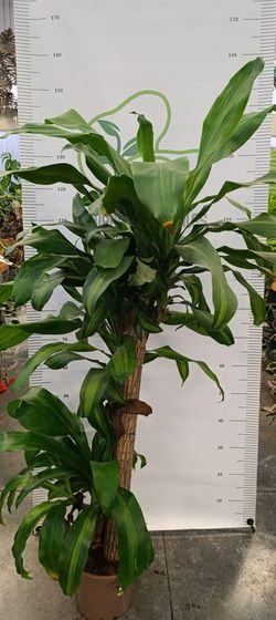 Dracaena Lemon Lime (Dracaena Deremensis) M-22