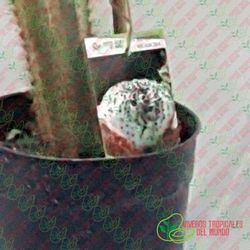 Echinopsis huascha / Planta de 1 año