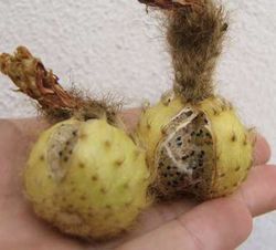 Echinopsis huascha / Planta de 1 año