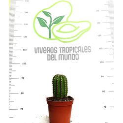 Echinopsis Spachiana M-14